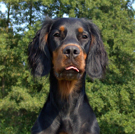 Gordon Setter