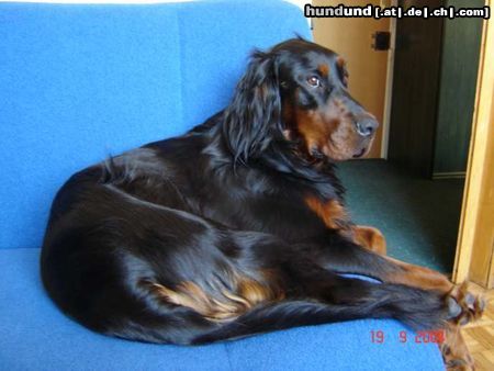 Gordon Setter Hunde Foto 19039 in höherer Auflösung ansehen Gordon Setter Frodo