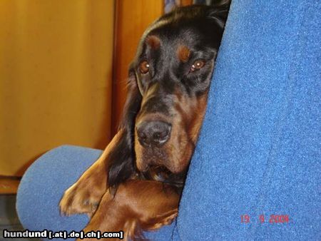 Gordon Setter Hunde Foto 19040 in höherer Auflösung ansehen Gordon Setter Frodo
