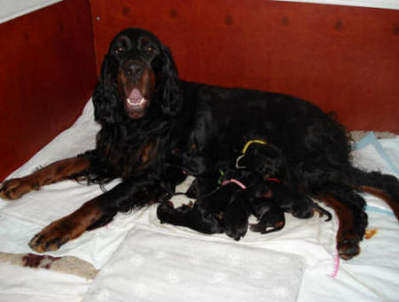 Gordon Setter Gordon Setter Welpen