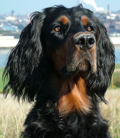 Gordon Setter Dinka vom wolthaus am rhein