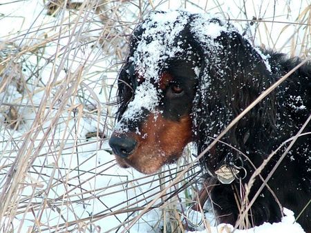 Gordon Setter Dinka vom Wolthaus im Schnee