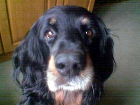 Gordon Setter unsere Dini