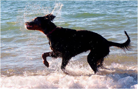 Gordon Setter Strandläufer