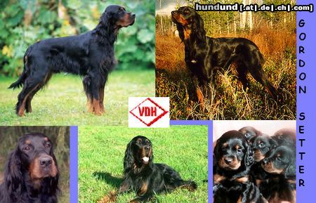 Gordon Setter Hunde Foto 15051 Gordon Setter