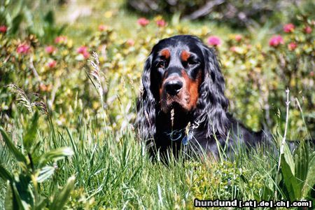 Gordon Setter Hunde Foto 24149 in höherer Auflösung ansehen Gordon Setter Dinka zwischen den Alpenblumen