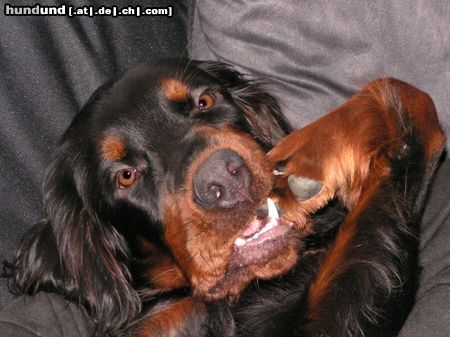 Gordon Setter Hunde Foto 8720 Gordon Setter Auch kleine Hunde kauen an den Nägeln...