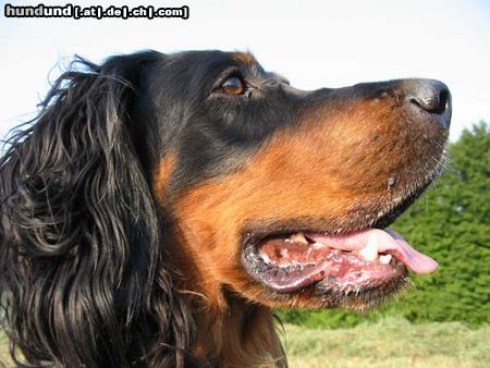 Gordon Setter Hunde Foto 4301 Gordon Setter Kiara erblickt einen Fasan ...