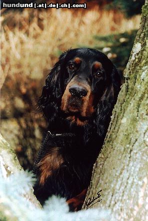 Gordon Setter Hunde Foto 3662 Gordon Setter DSch.Ch.