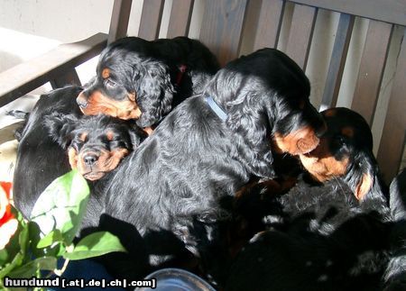 Gordon Setter Hunde Foto 46098 Gordon Setter Hundehaufen der Kemtin´s Black