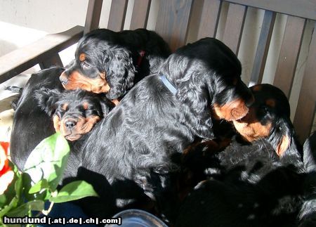 Gordon Setter Hundehaufen der Kemtin´s Black