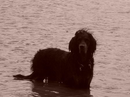Gordon Setter Hunde Foto 41947 in höherer Auflösung ansehen Gordon Setter Dinka im Rhein