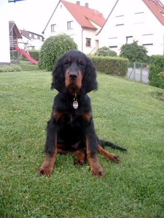 Gordon Setter Webster vom Pulserdam 4 Monate