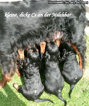 Gordon Setter Kleine, dicke C.Welpen der Kemtin´s Black