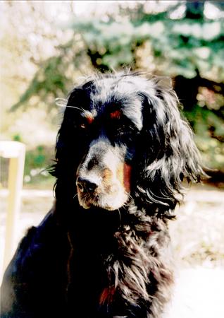 Gordon Setter Hunde Foto 718 Gordon Setter Alina