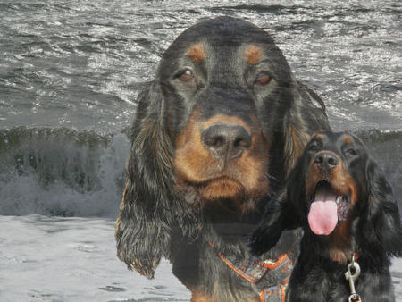 Gordon Setter Black Mystery Indigo Girl