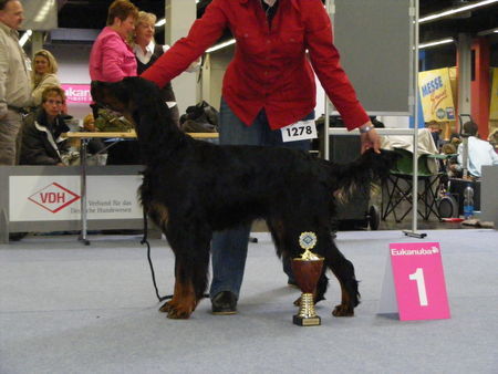 Gordon Setter Hunde Foto 43019 Gordon Setter Europa Jugend Sieger 2008