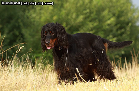 Gordon Setter Hunde Foto 45897 in höherer Auflösung ansehen Gordon Setter das Quinnie