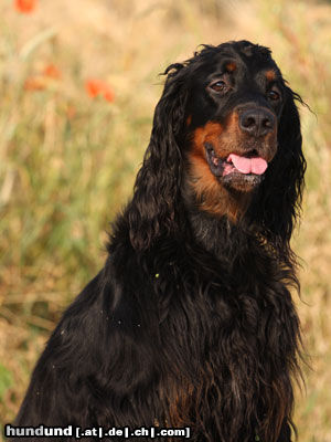 Gordon Setter das Quinnie