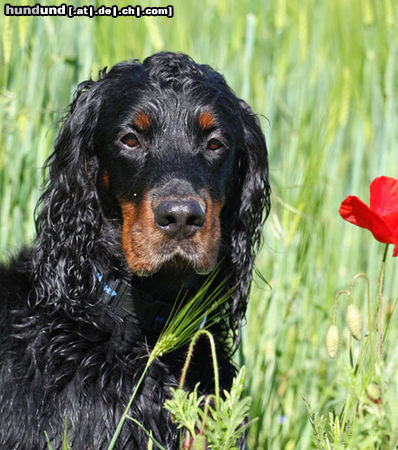 Gordon Setter Hunde Foto 45896 in höherer Auflösung ansehen Gordon Setter das Quinnie