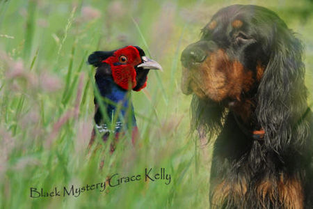 Gordon Setter Black Mystery Grace Kelly