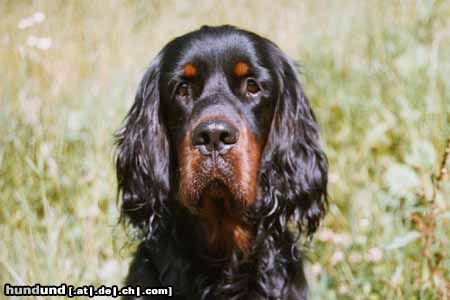 Gordon Setter Hunde Foto 14647 Gordon Setter Porträt eines GS- Rüden