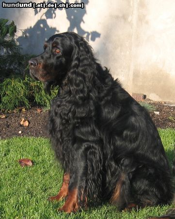 Gordon Setter Hunde Foto 16402 Gordon Setter Unser Marlon