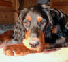 Gordon Setter Hund