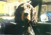 Gordon Setter Foto: Archie (sucht ein Zuhause) (ID 439) Gordon Setter Hund