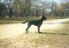 Gordon Setter Foto: Archie (sucht ein Zuhause) (ID 440) Gordon Setter Hund