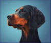 Gordon Setter Hund