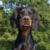 Gordon Setter Hund