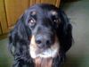 Gordon Setter Foto: unsere Dini (ID 30458) Gordon Setter Hund