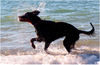 Gordon Setter Hund