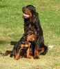 Gordon Setter Hund