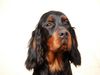 Gordon Setter Hund