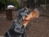 Gordon Setter Hund