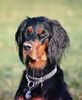 Gordon Setter Hund