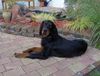 Gordon Setter Hund