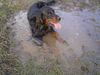 Gordon Setter Foto: Hamlet im Matsch (ID 10173) Gordon Setter Hund