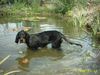 Gordon Setter Hund