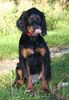 Gordon Setter Hund