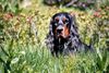 Gordon Setter Hund