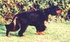 Gordon Setter Foto: Ladykiller vom Pulserdamm (ID 1755) Gordon Setter Hund