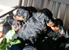 Gordon Setter Hund