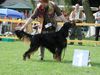 Gordon Setter Foto: Ch.VDH (ID 3661) Gordon Setter Hund