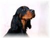 Gordon Setter Hund