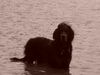 Gordon Setter Foto: Dinka im Rhein (ID 41947) Gordon Setter Hund