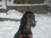 Gordon Setter Hund