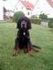 Gordon Setter Foto: Webster vom Pulserdam 4 Monate (ID 33396) Gordon Setter Hund